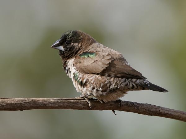 <h3><a href="/trips/gambia/biota/animalia/chordata/aves/040 passeriformes/115 estrildidae/lonchura cucullata/lonchura cucullata-nl.html">Lonchura&nbsp;cucullata</a> / Bronze&nbsp;mannikin / Gewoon&nbsp;ekstertje</h3>OM-1 Mark II met OLYMPUS M.150-400mm F4.5 TC, 1/2000 sec  bij F5.6, ISO 2000, afstand 6.27&nbsp;m